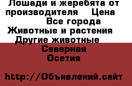 Лошади и жеребята от производителя. › Цена ­ 120 - Все города Животные и растения » Другие животные   . Северная Осетия